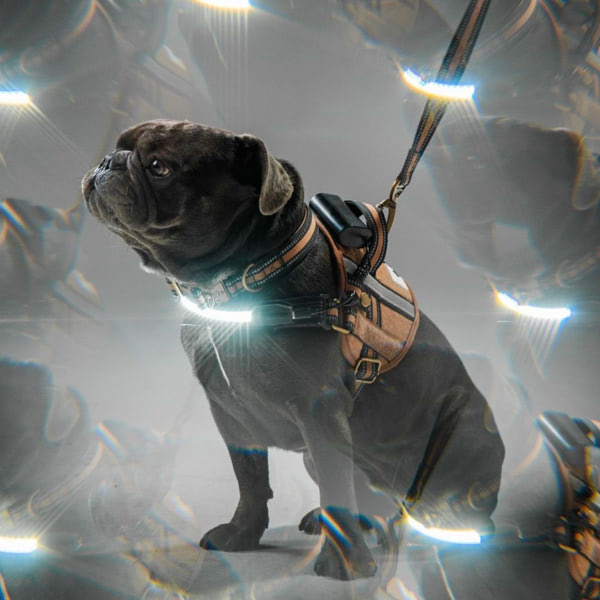 Comfortable and stylish Lumi harness glowing brightly to keep dogs safe.